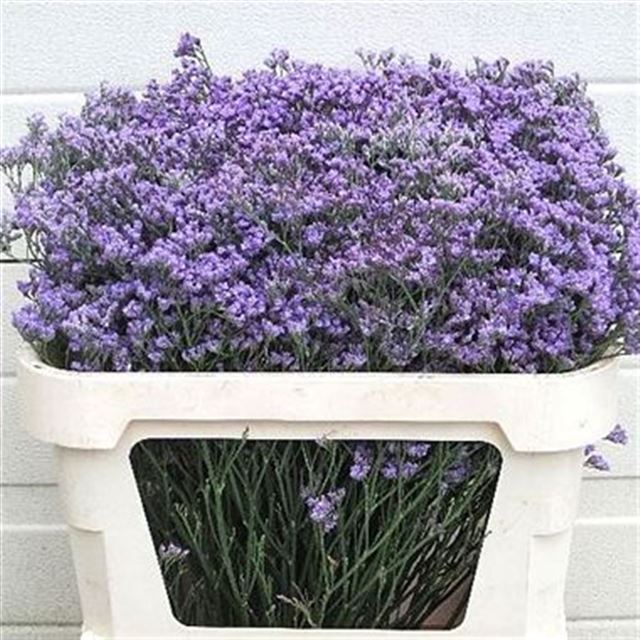 LIMONIUM MAINE BLUE 70